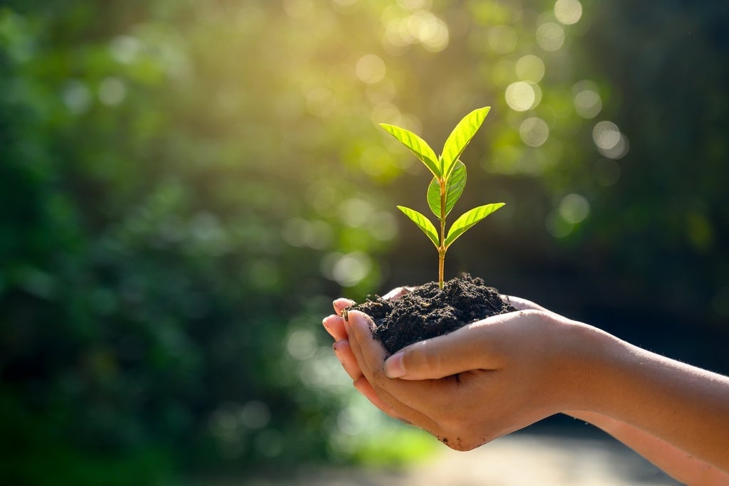 North Las Vegas Survey to Shape Plan for 35,000 New Trees